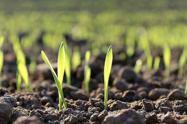 Close-Up Shot of Green corn sprouts